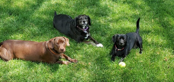 wie viel kostet ein labrador